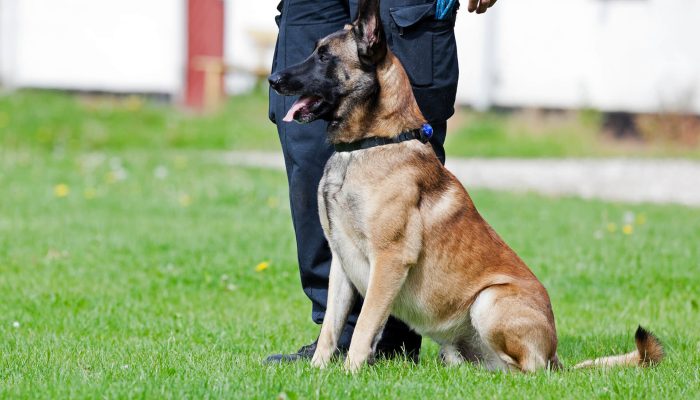 Malinois police dog and handler.