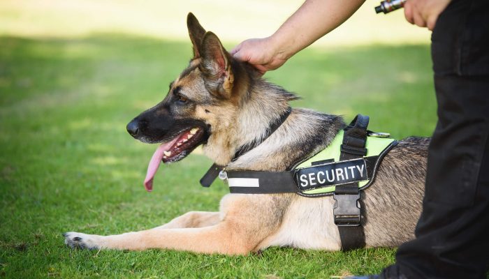 K9 Security